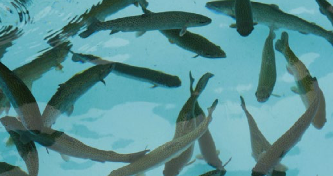 Increased Production at Swiss Fish Farm