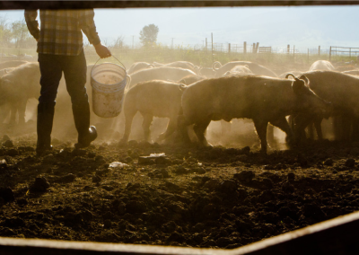 Livestock Wastewater Treatment at Bok Pig Farm